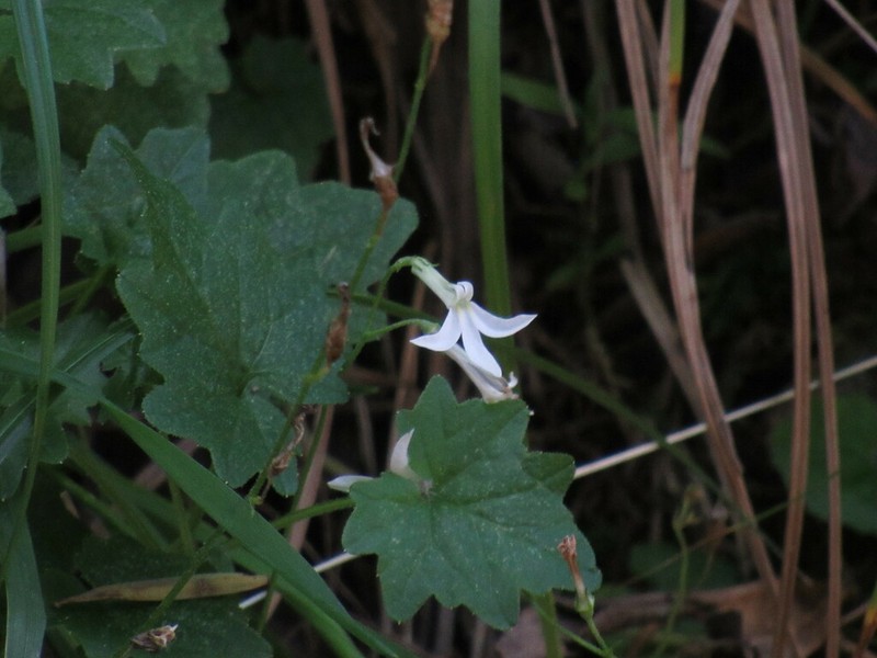 Lobelia vanreenensis photo 3