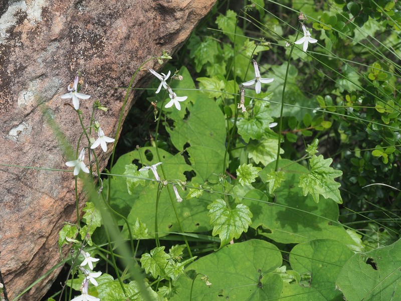 Lobelia vanreenensis photo 4