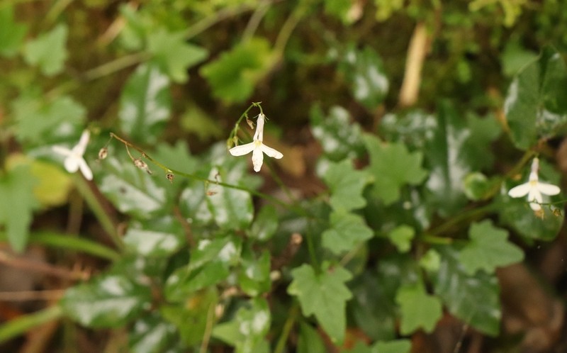 Lobelia vanreenensis photo 5