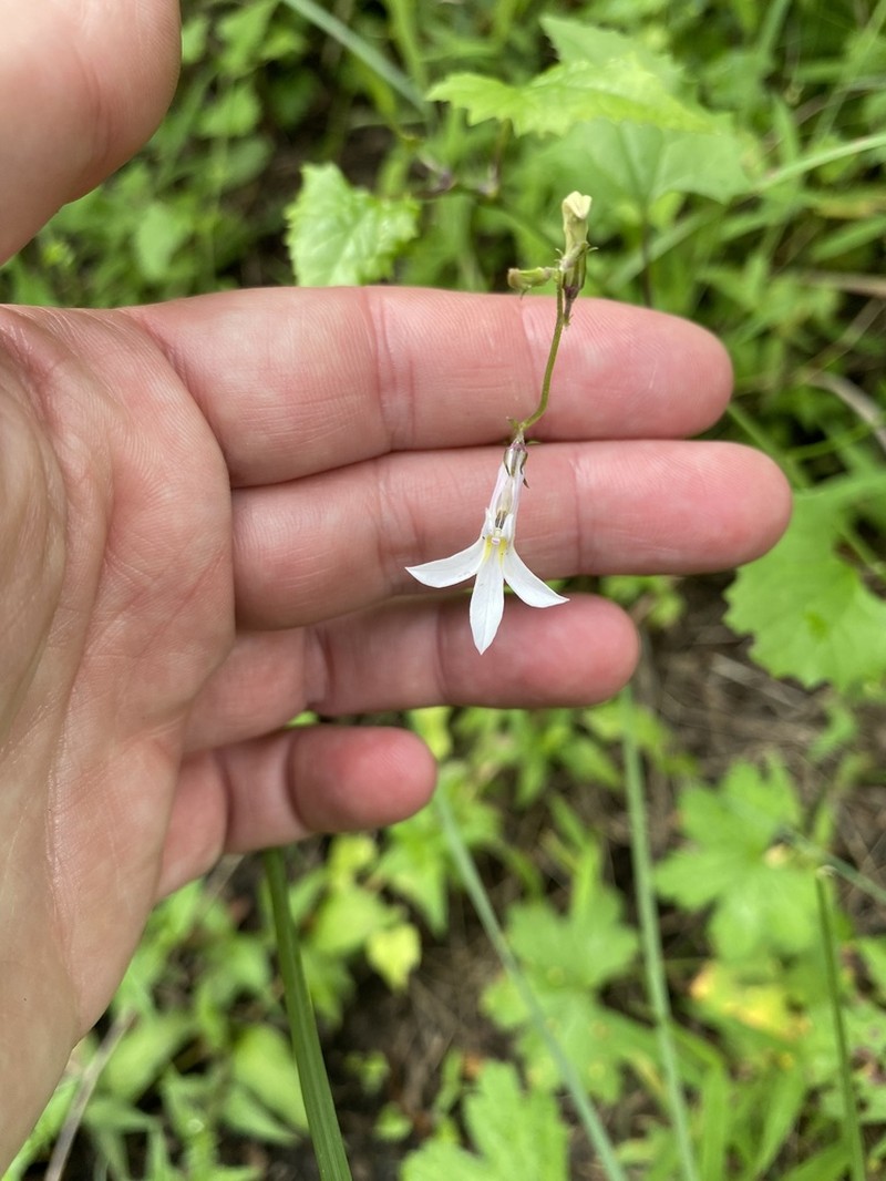 Lobelia vanreenensis photo 6