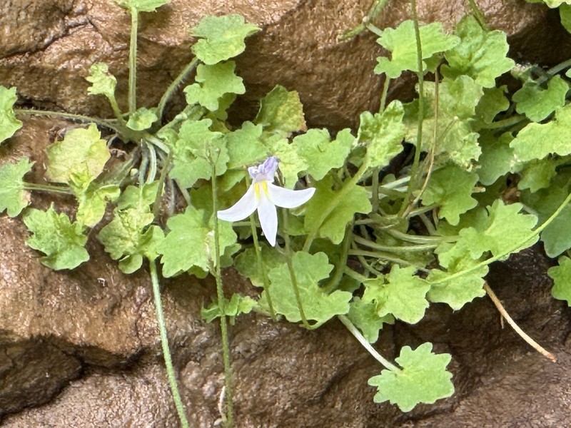 Lobelia vanreenensis photo 7