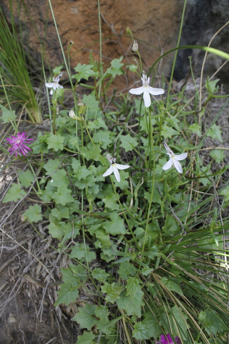Lobelia vanreenensis photo 8