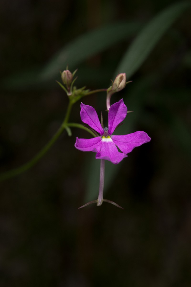 Lobelia villaregalis