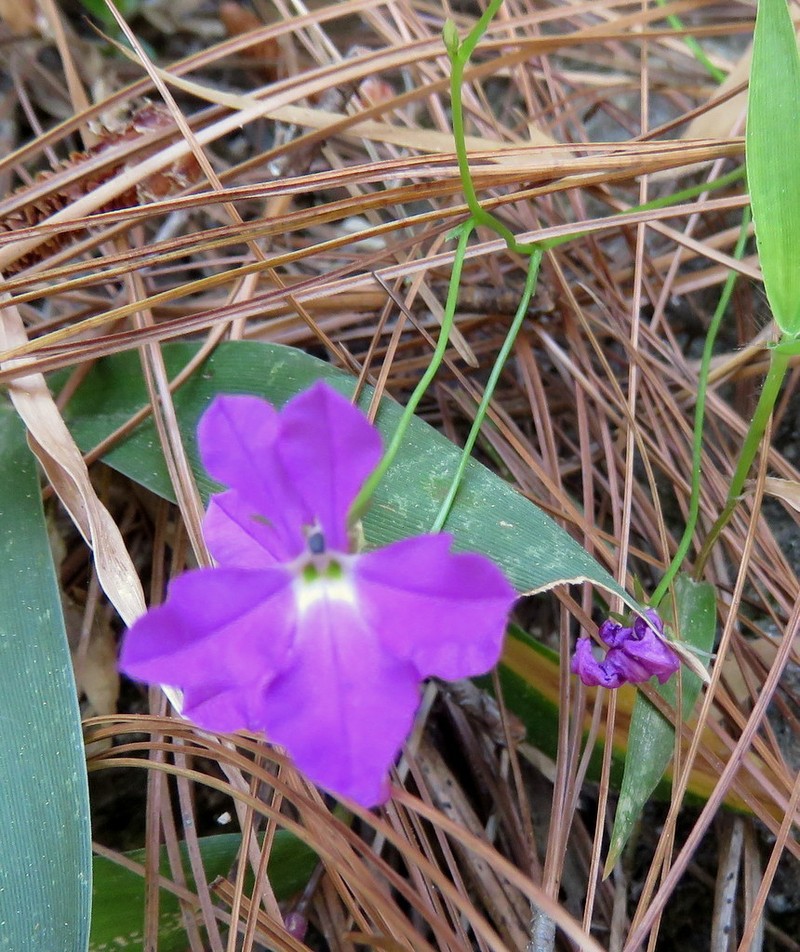Lobelia villaregalis photo 2