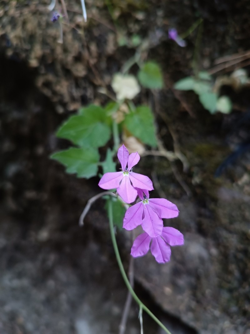 Lobelia villaregalis photo 3