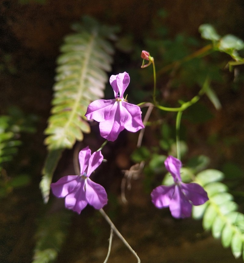 Lobelia villaregalis photo 4
