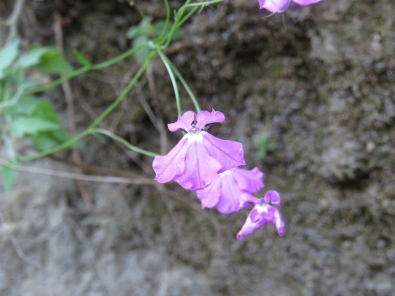 Lobelia villaregalis photo 5