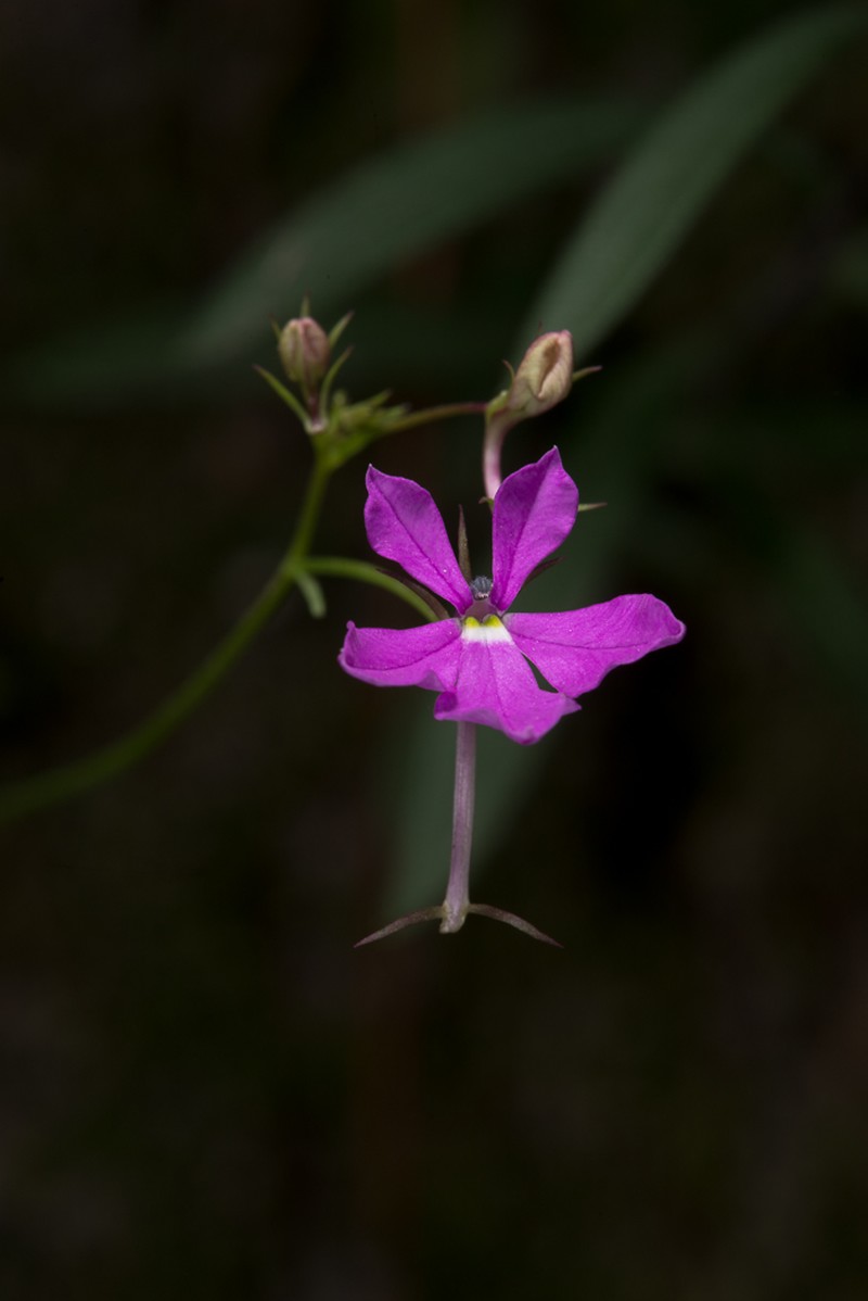 Lobelia villaregalis photo 7