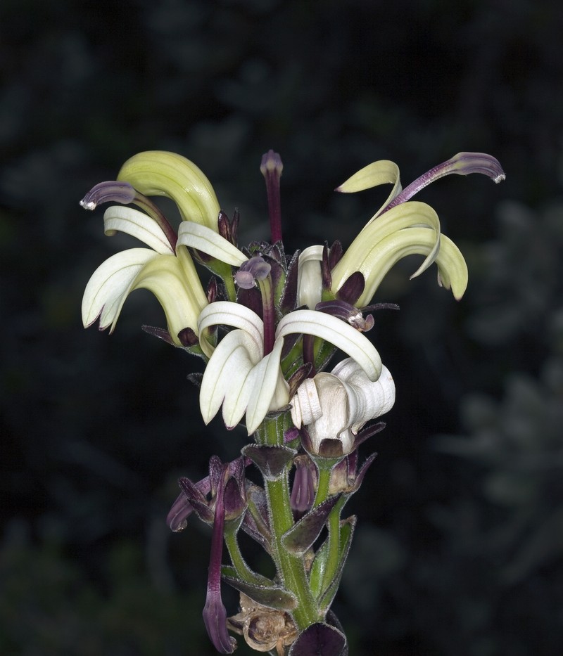 Alakai Swamp Lobelia