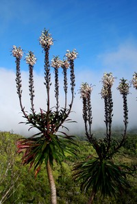 Alakai Swamp Lobelia
