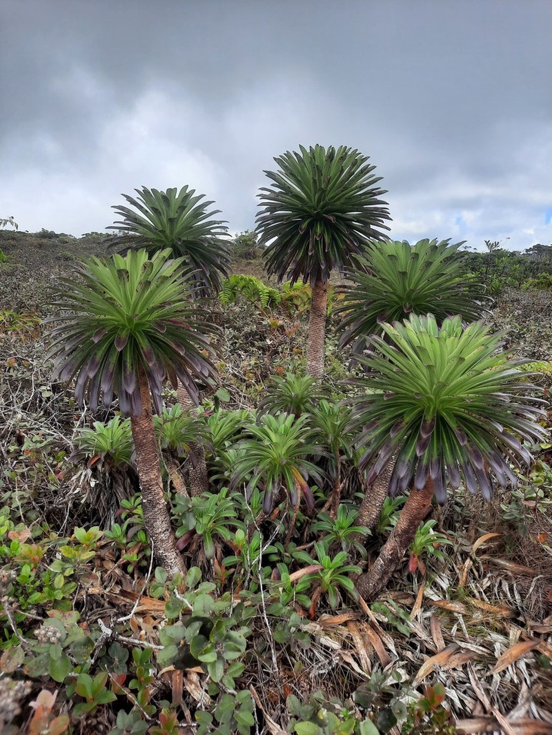 Alakai Swamp Lobelia photo 2