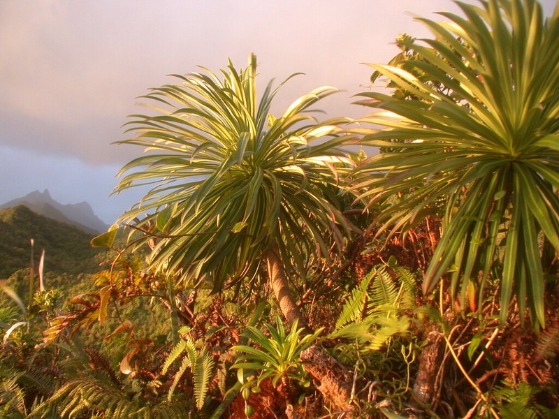Alakai Swamp Lobelia photo 3