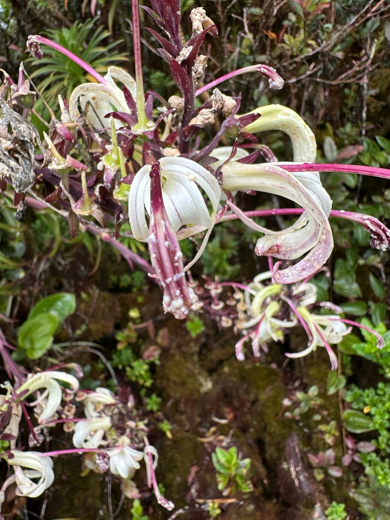Alakai Swamp Lobelia photo 4