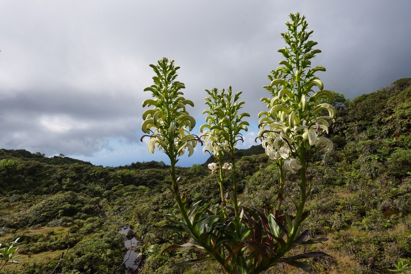Alakai Swamp Lobelia photo 6