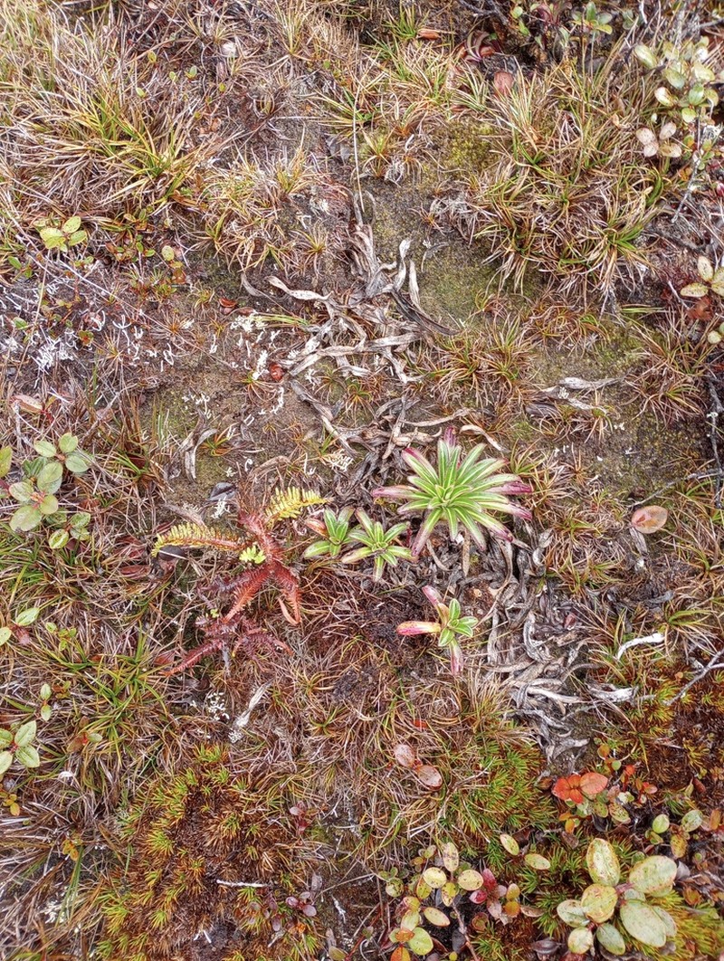 Alakai Swamp Lobelia photo 8