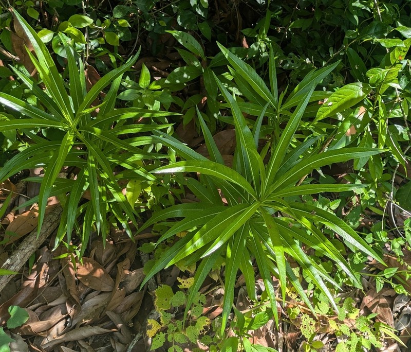 Lobelia viridiflora