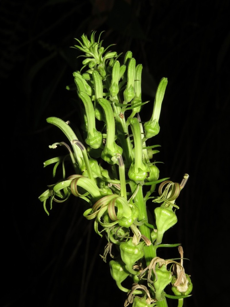 Lobelia viridiflora photo 2