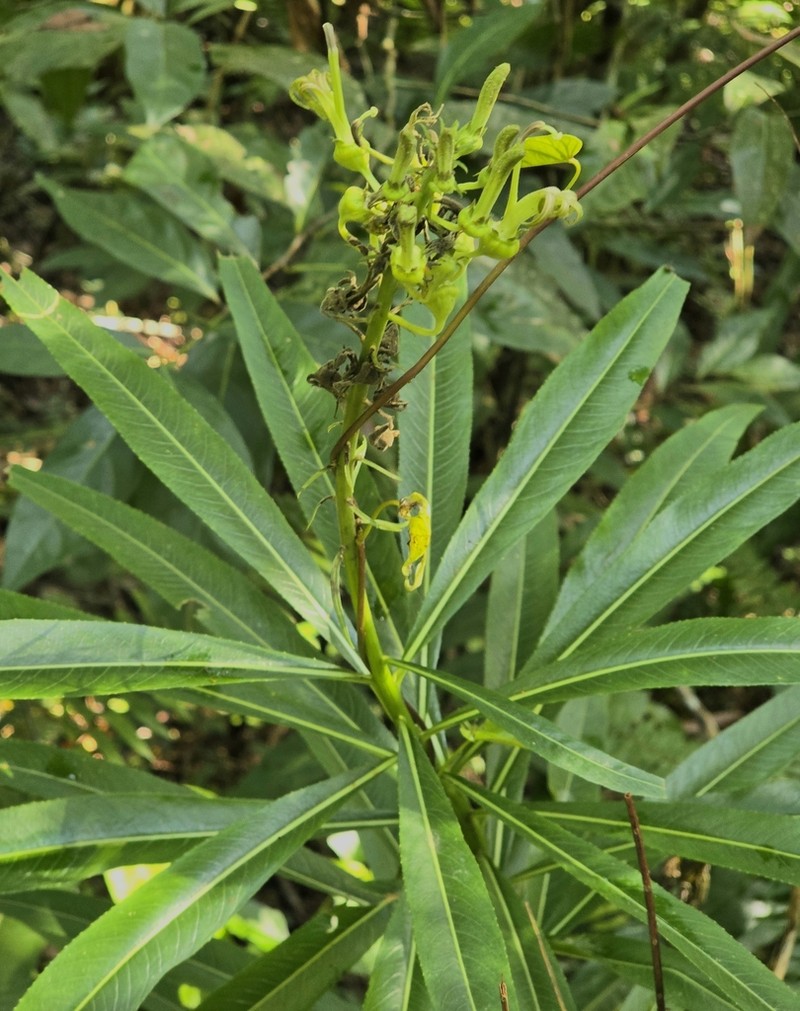 Lobelia viridiflora photo 3