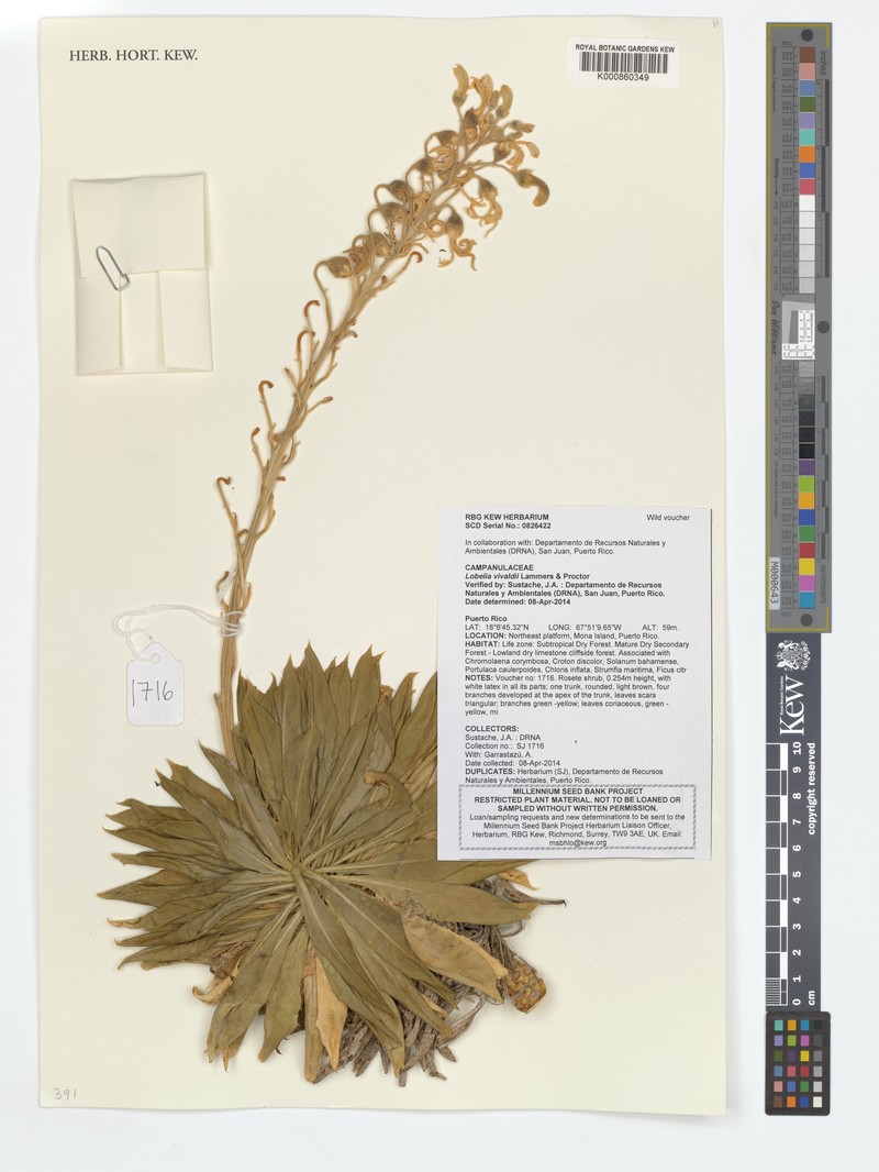 Vivald's Lobelia