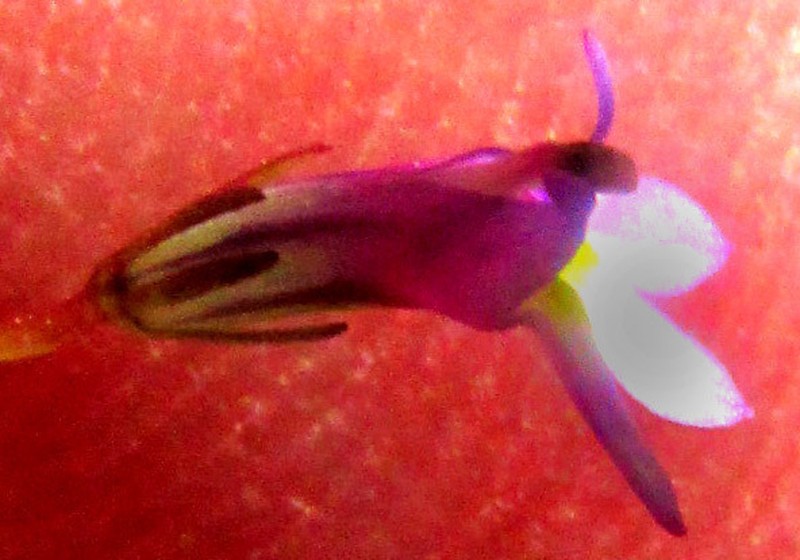 Lobelia volcanica