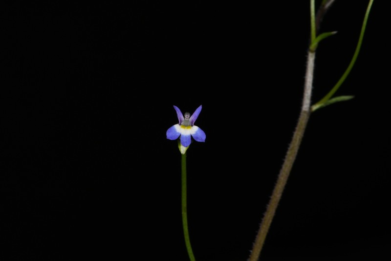 Lobelia volcanica photo 2