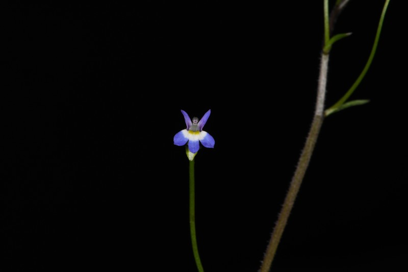 Lobelia volcanica photo 3