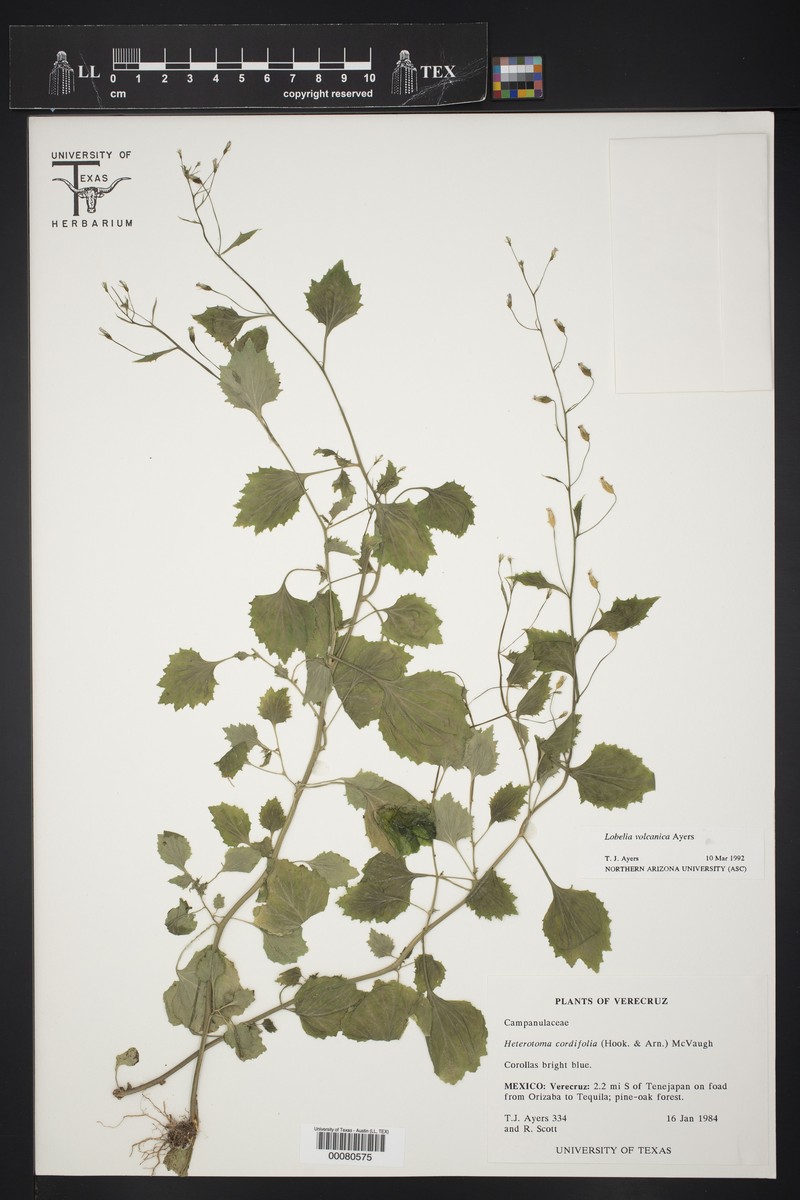 Lobelia volcanica photo 4