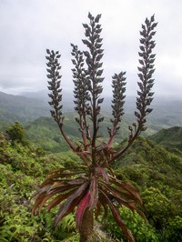 Lobelia wahiawa
