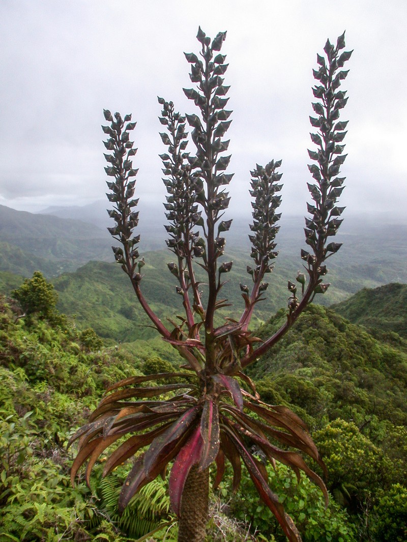Lobelia wahiawa