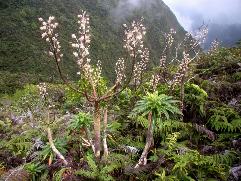 Lobelia wahiawa photo 2