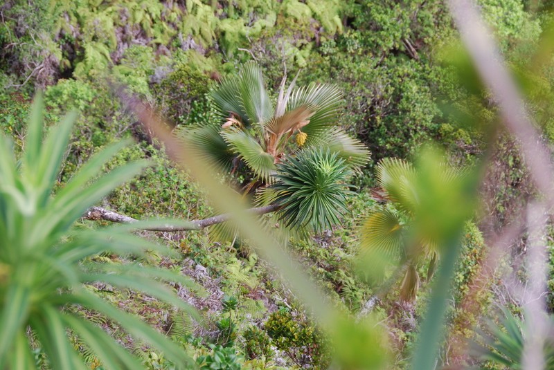 Lobelia wahiawa photo 3