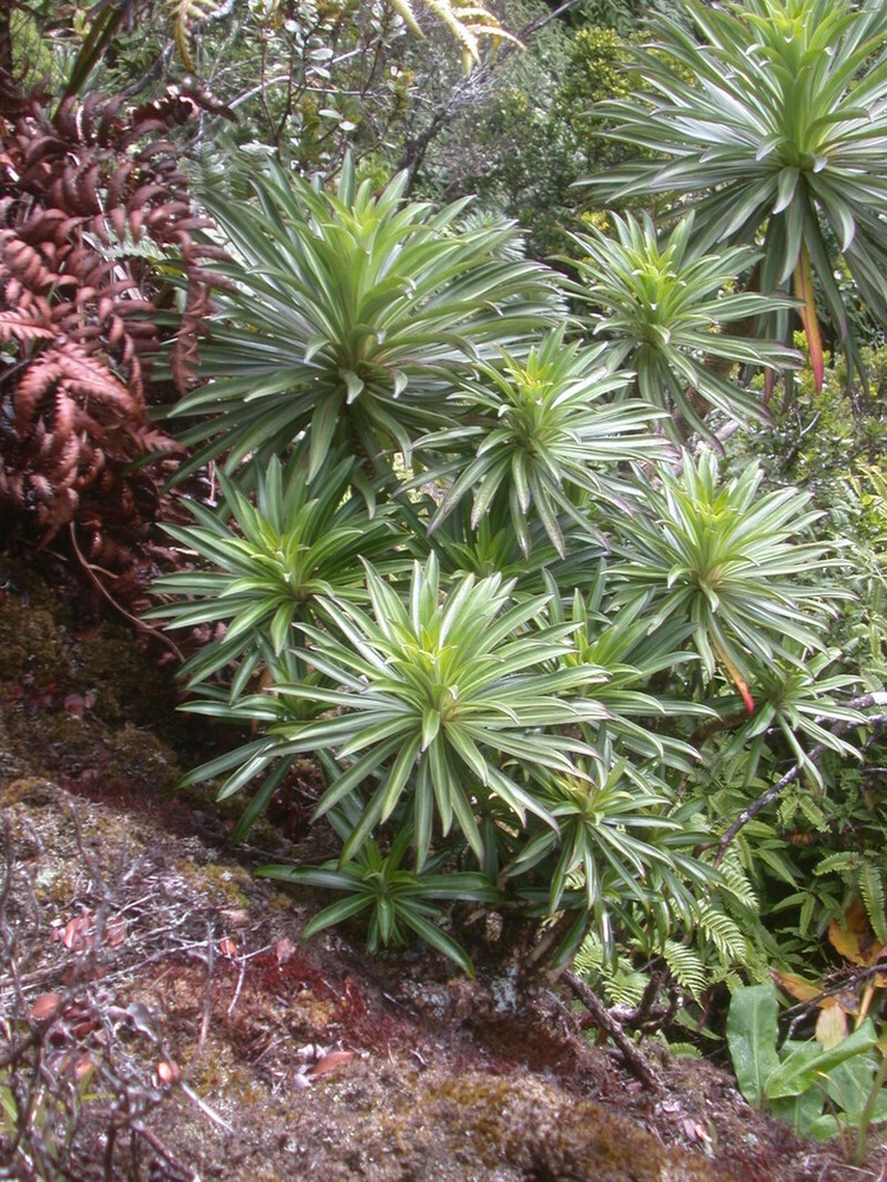 Lobelia wahiawa photo 5