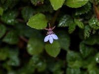 Lobelia walkeri