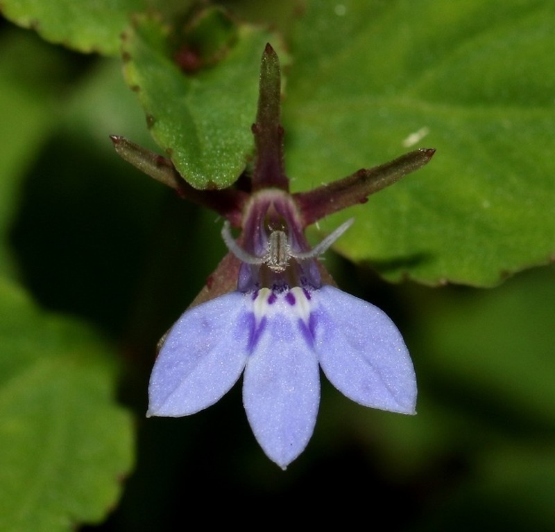 Lobelia walkeri photo 2
