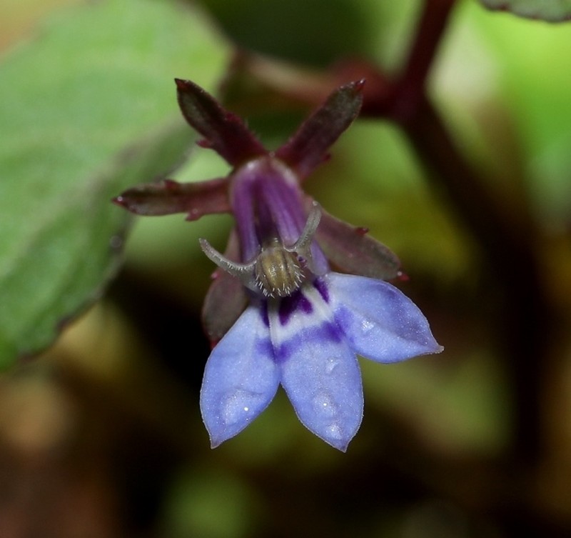 Lobelia walkeri photo 3