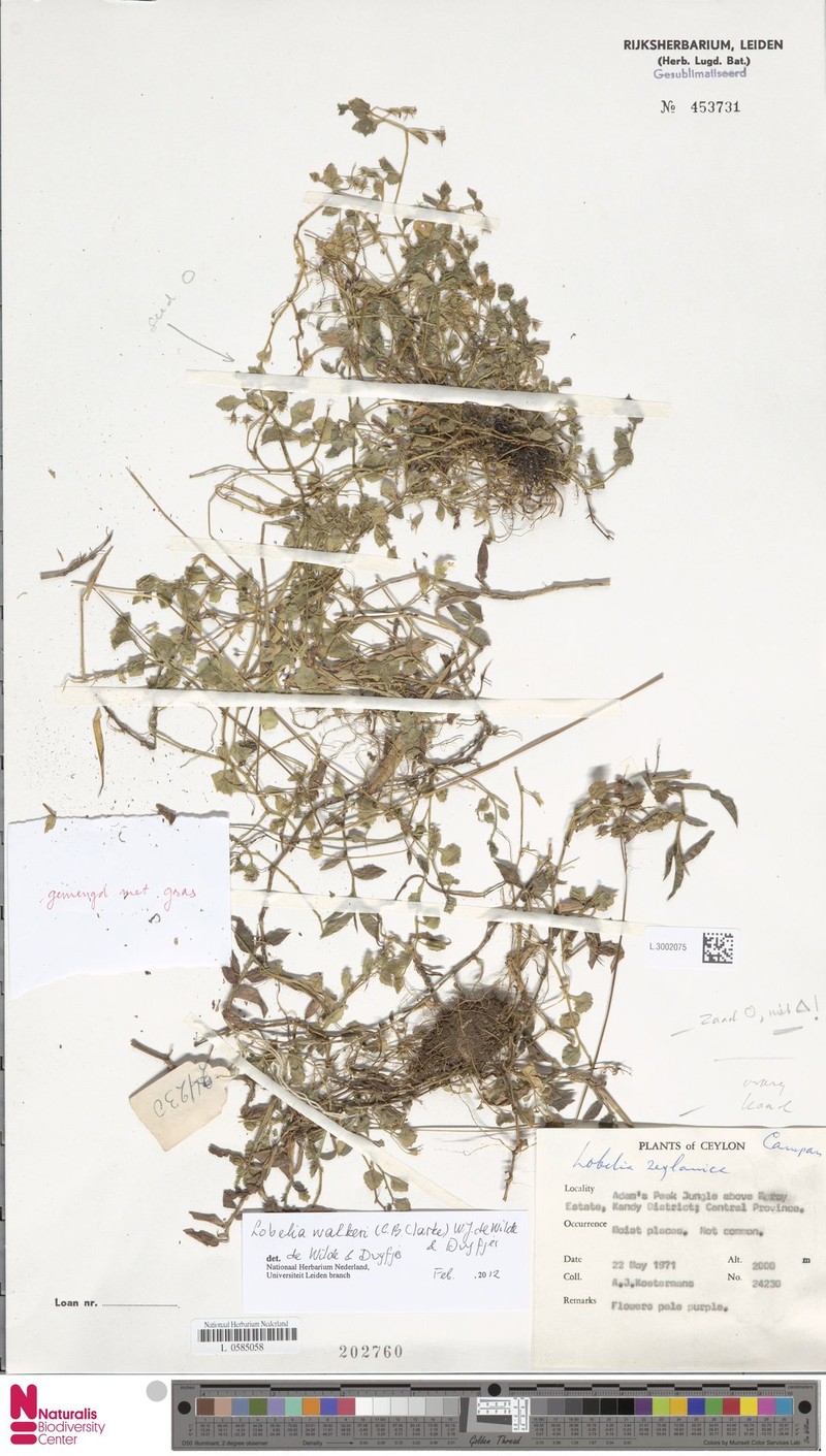 Lobelia walkeri photo 5