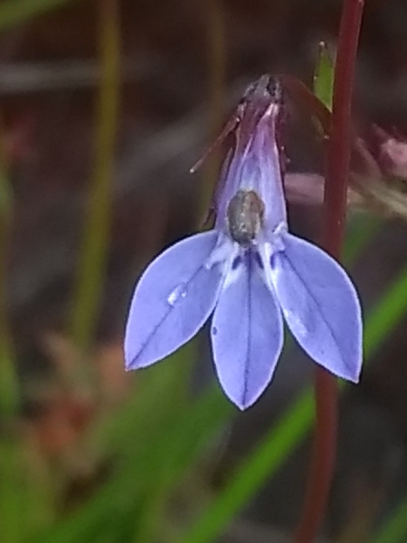 Lobelia welwitschii photo 2