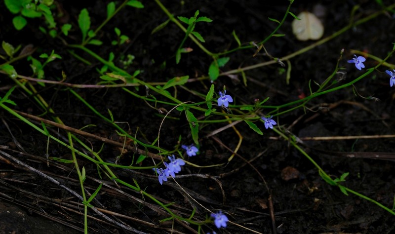 Lobelia welwitschii photo 3