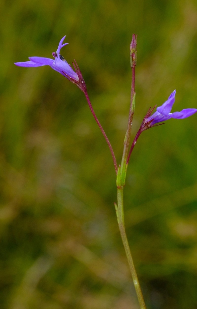 Lobelia welwitschii photo 4