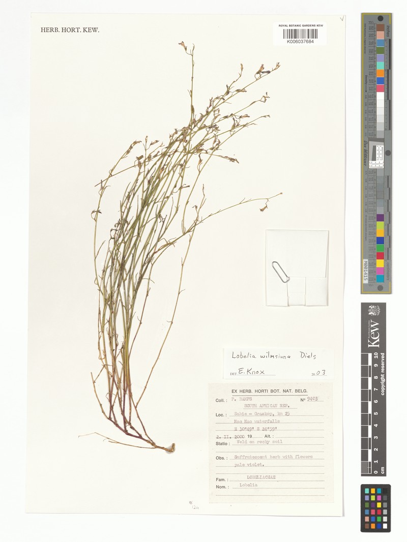 Lobelia wilmsiana