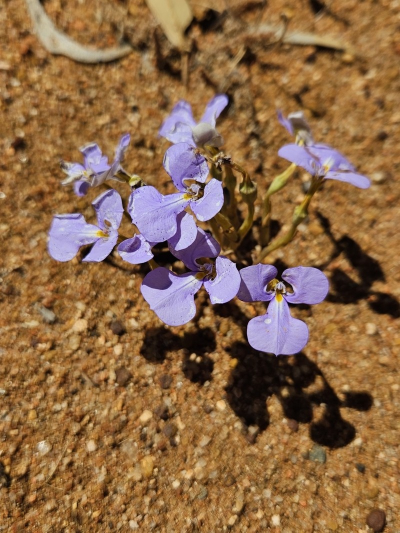 Lobelia winifrediae