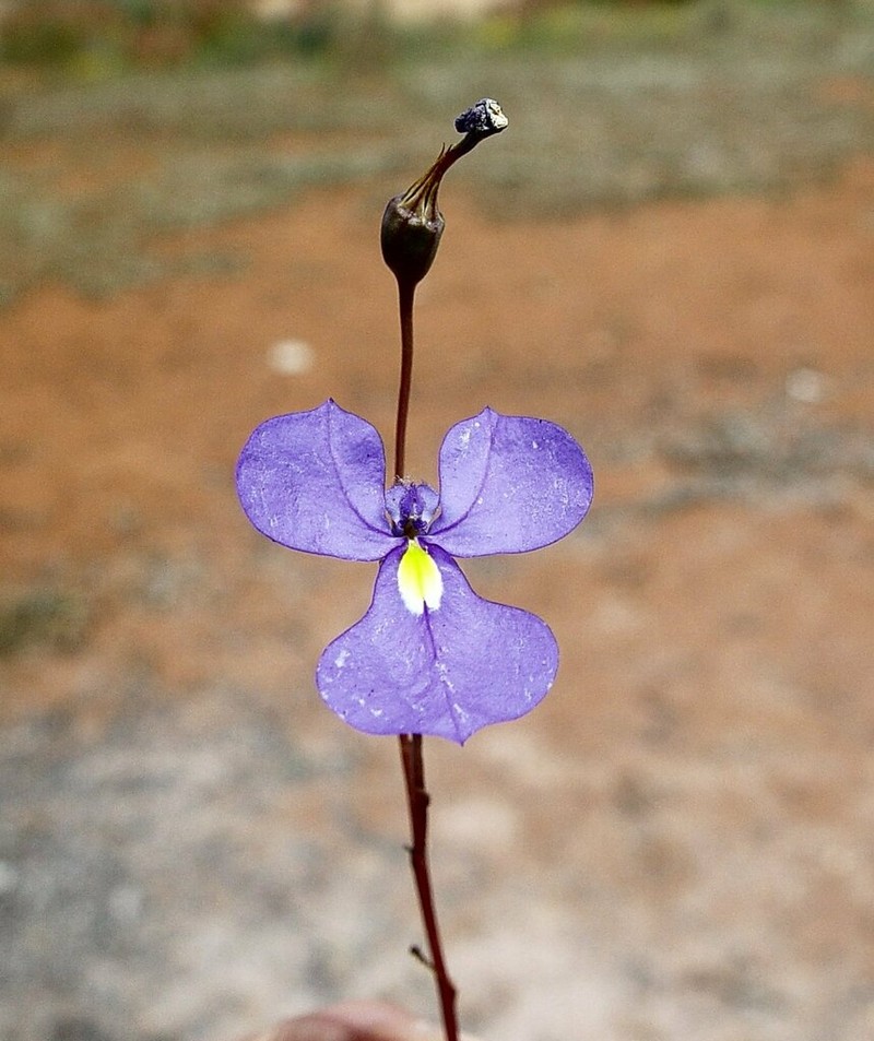 Lobelia winifrediae photo 2