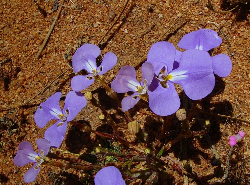 Lobelia winifrediae photo 3
