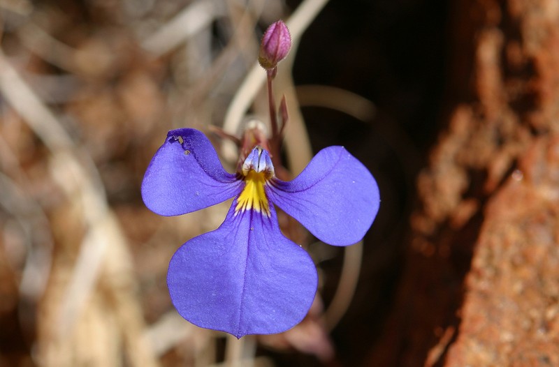 Lobelia winifrediae photo 4