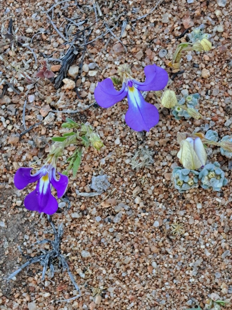 Lobelia winifrediae photo 5