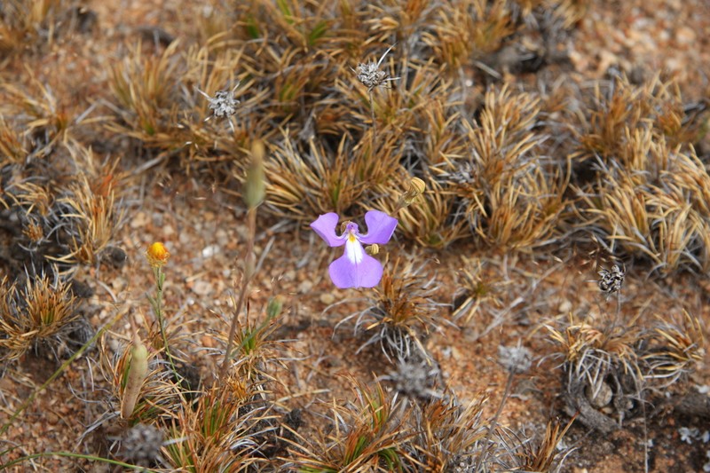 Lobelia winifrediae photo 6