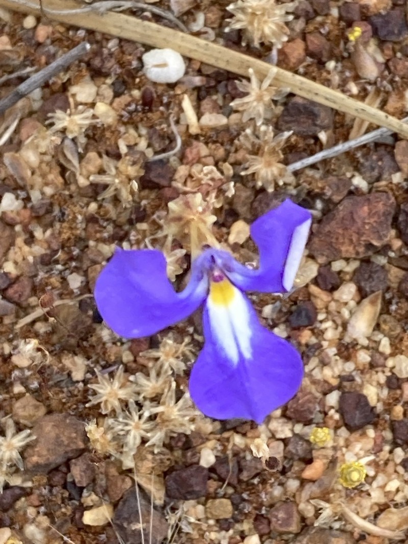 Lobelia winifrediae photo 7
