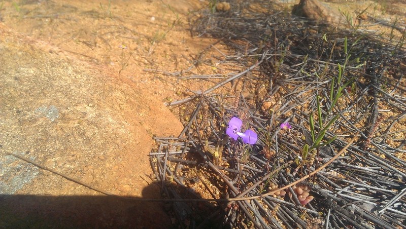 Lobelia winifrediae photo 8