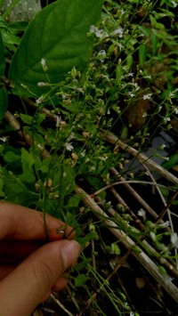 Lobelia xalapensis