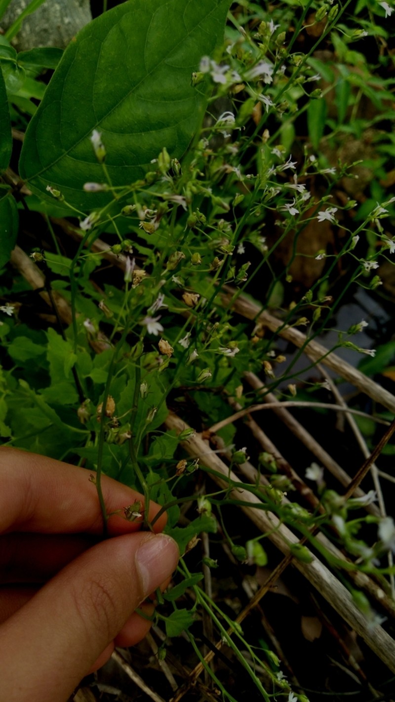 Lobelia xalapensis